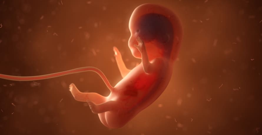 Cum arata embrionul in saptamana 11