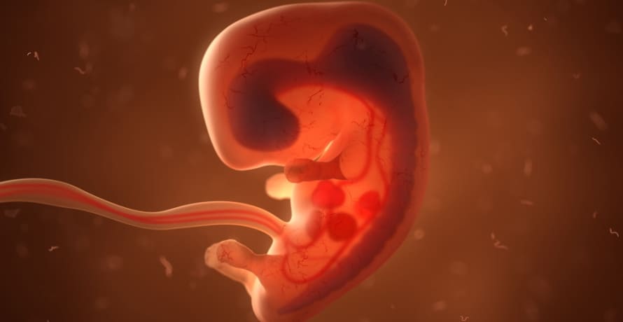 Cum arata embrionul in saptamana 8